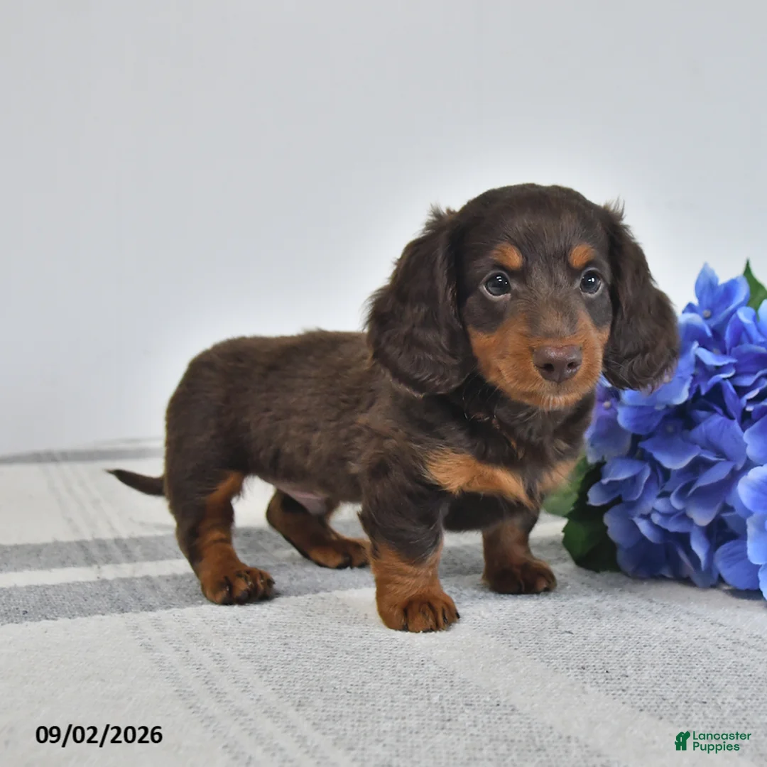 Miniature Dachshund dogs for sale: Balto - Ad 3