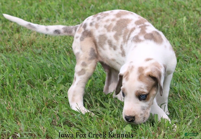 Great Dane dogs Great Dane 2 - Ad 2