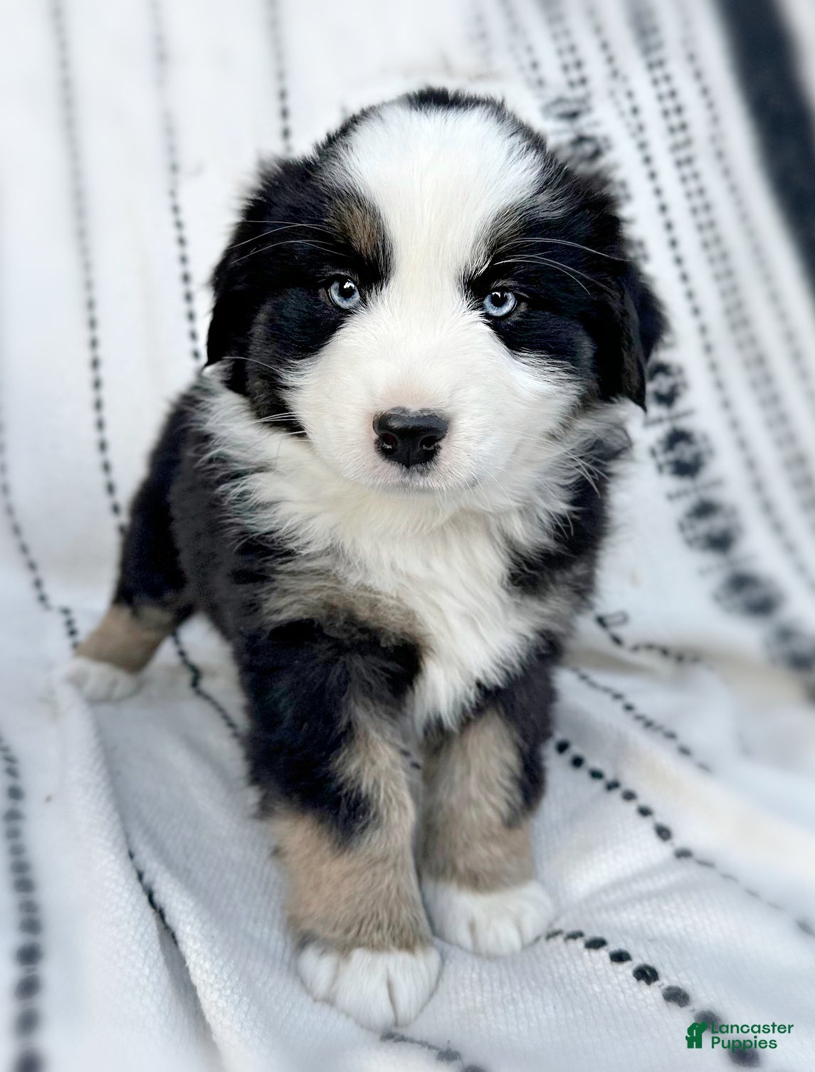 Miniature Australian Shepherd dogs Bailey - Ad 41