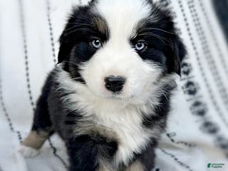 Miniature Australian Shepherd dogs Bailey - Ad 41