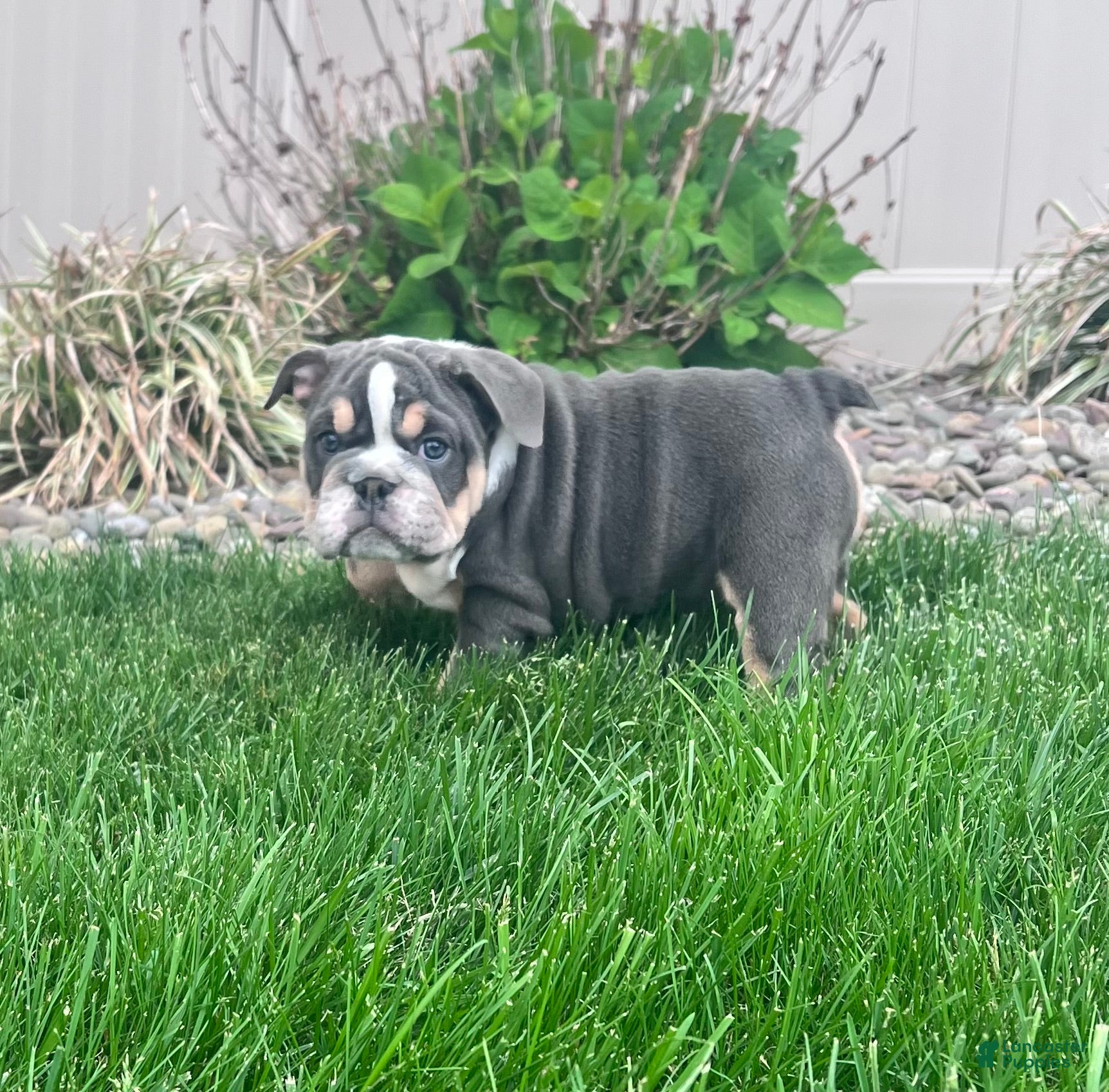 English Bulldog dogs Bluey - Ad 2