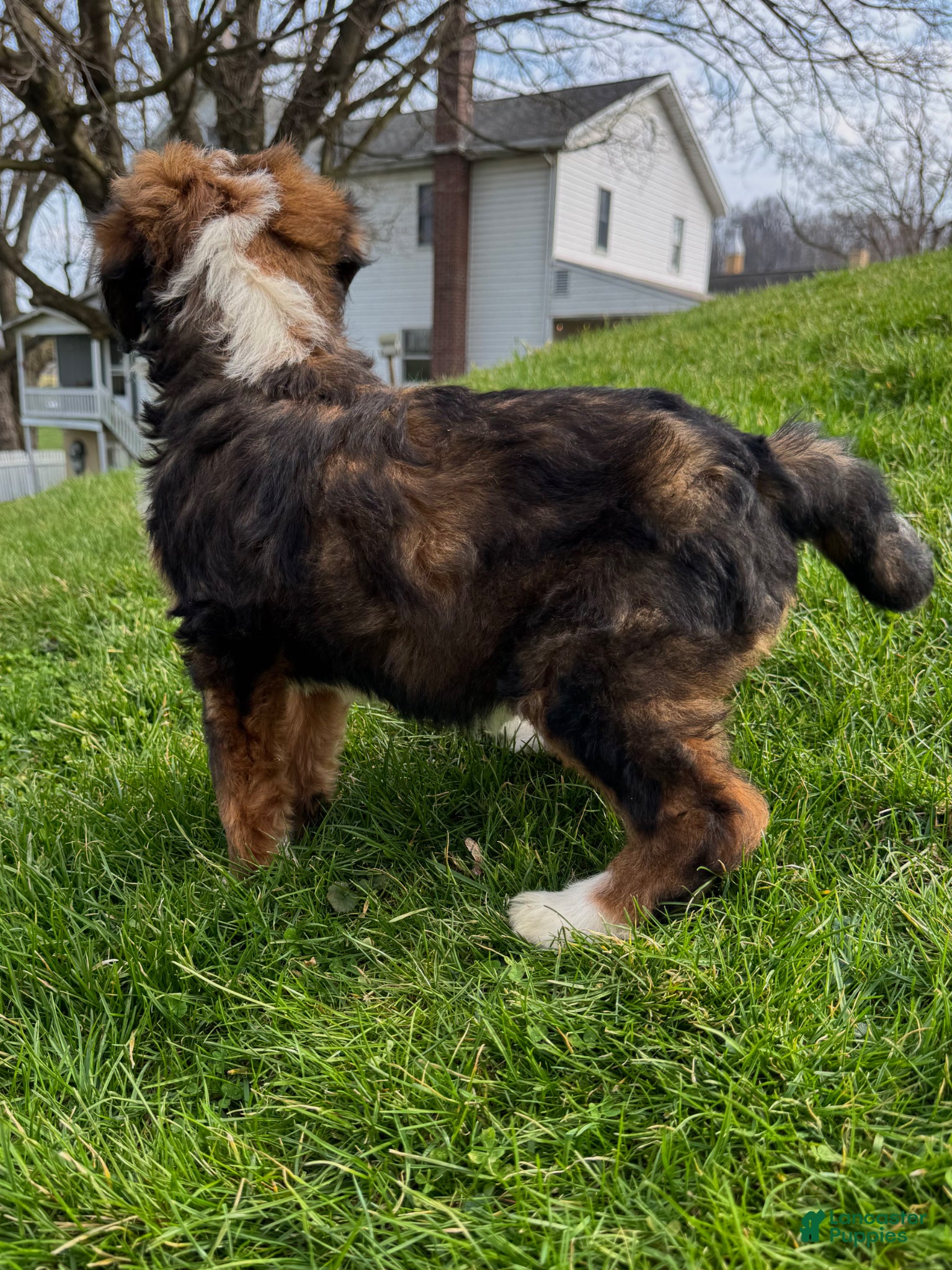 Bernedoodle dogs Maddie - Ad 1