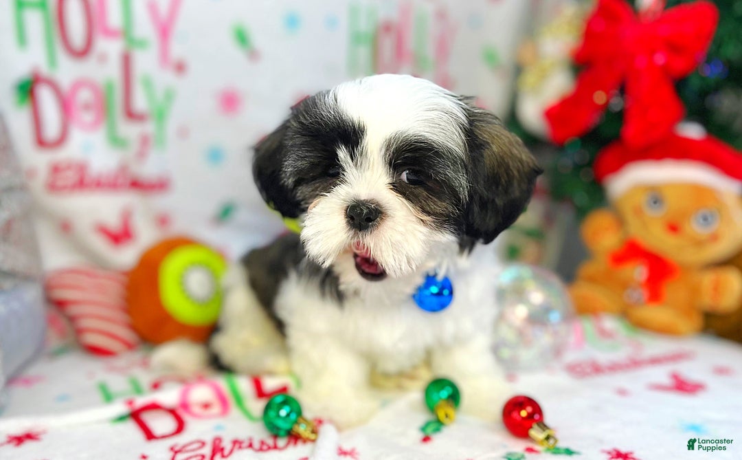 Shih Tzu dogs for sale: Jingles  - Ad 5