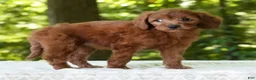 Mini Goldendoodle dogs for sale: Addy - Ad 4