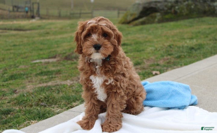 Cavapoo dogs Loki - Ad 2