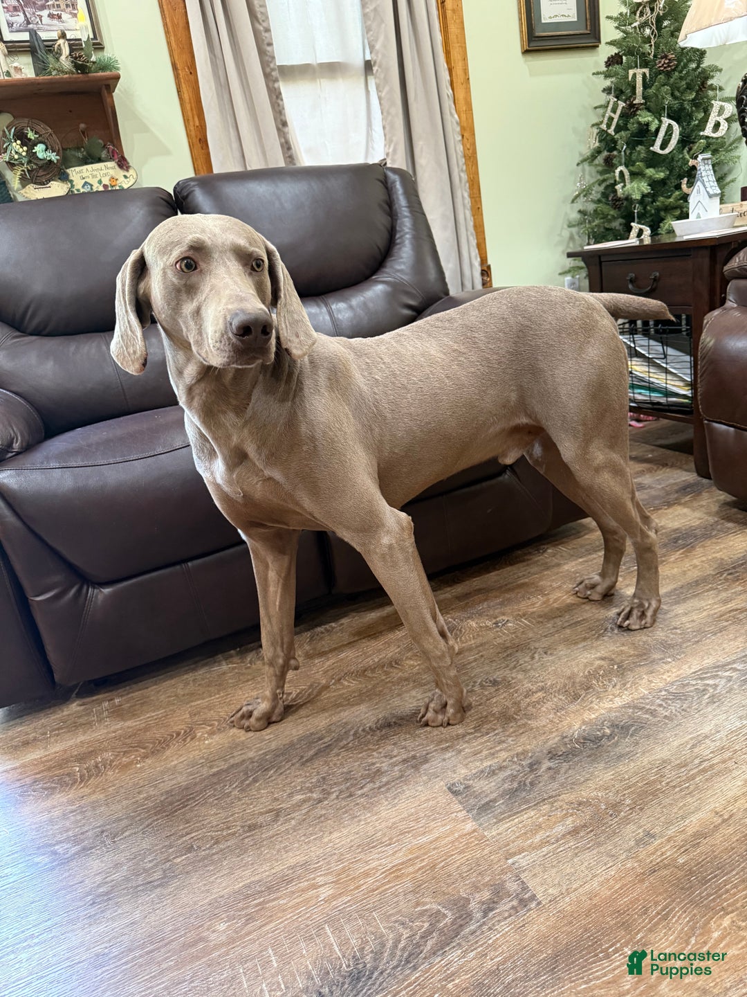Weimaraner dogs for sale: Red - Ad 5