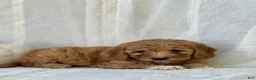 Mini Goldendoodle dogs for sale: Mini Goldendoodle 4 - Ad 13