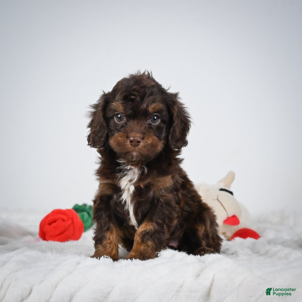 Cavapoo dogs Ren - Ad 2