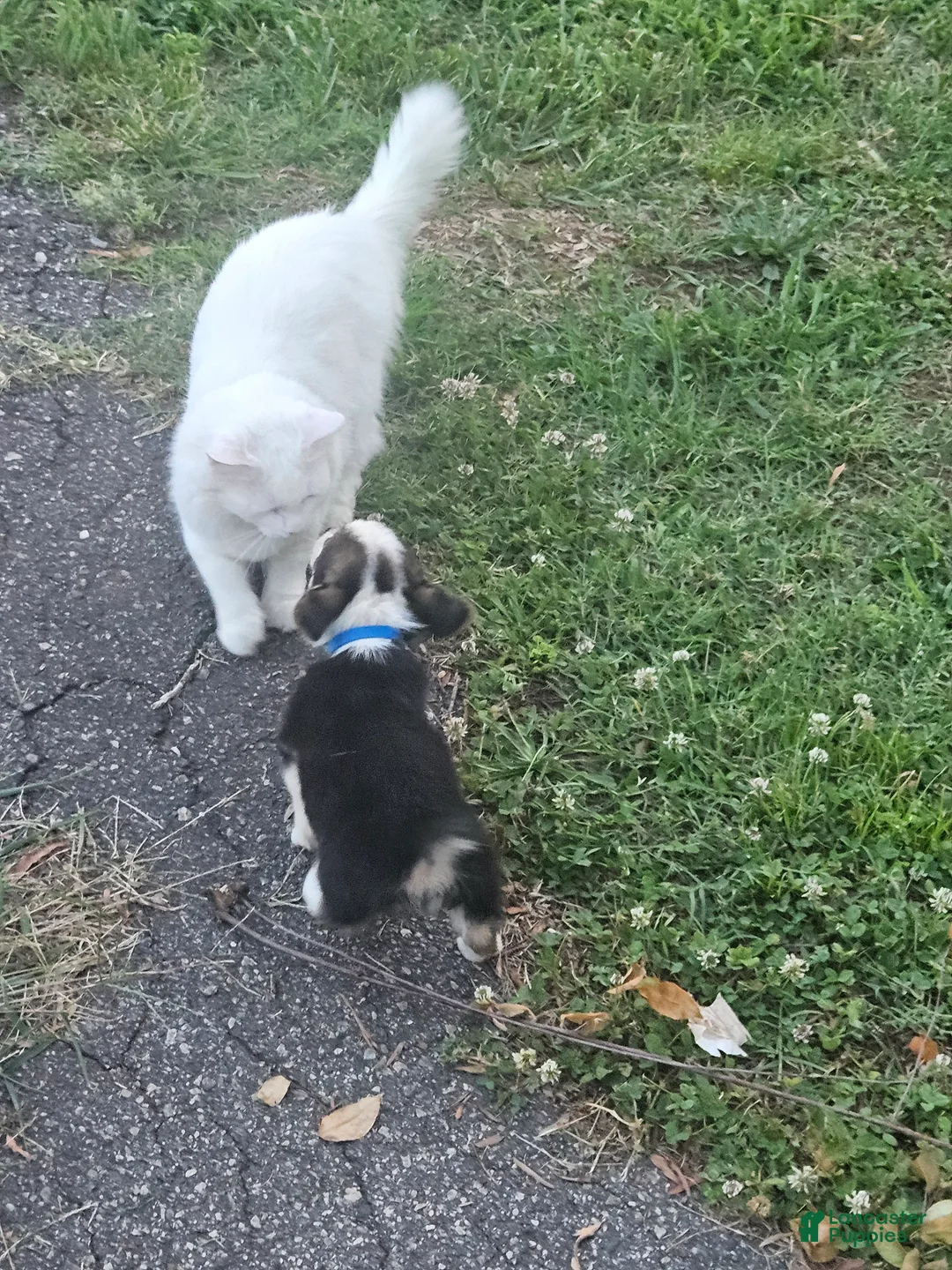 Welsh Corgi Pembroke dogs for sale: Blue Male - Ad 1