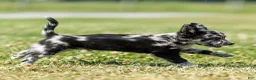 Chihuahua dogs for sale: Ryder Chihuahua Puppy  - Ad 3