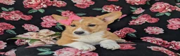 Welsh Corgi Pembroke dogs for sale: Matilda AKC Registered - Ad 3