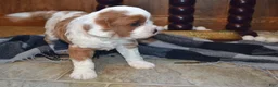 Cavapoo dogs for sale: Karlo - Ad 3
