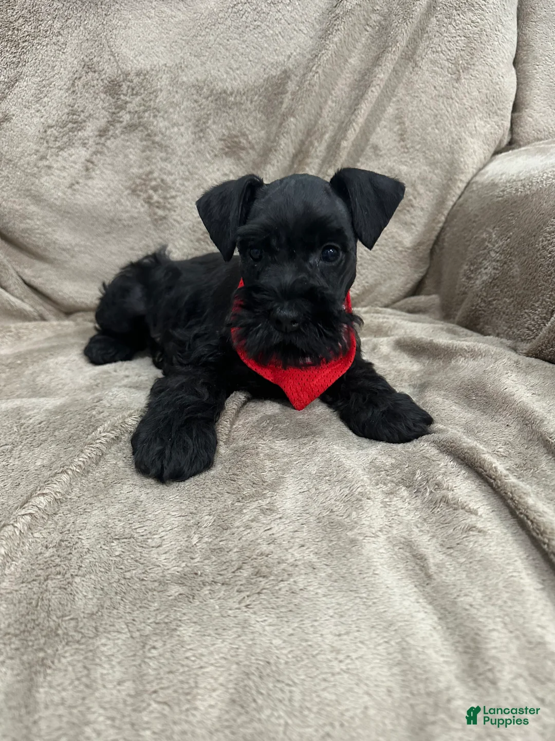 Miniature Schnauzer dogs for sale: Bailey  - Ad 1