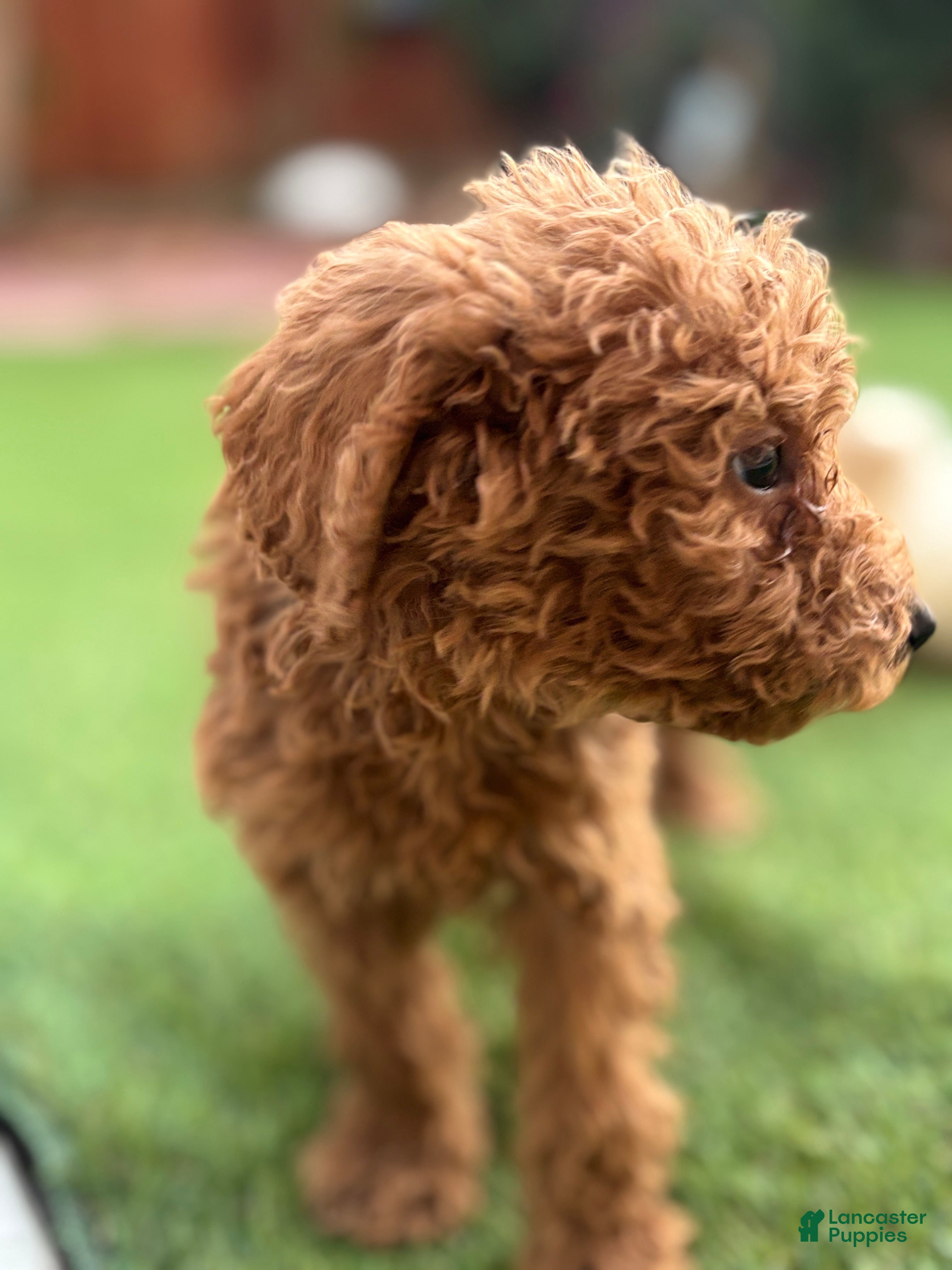 Standard Poodle dogs Charlie - Ad 1