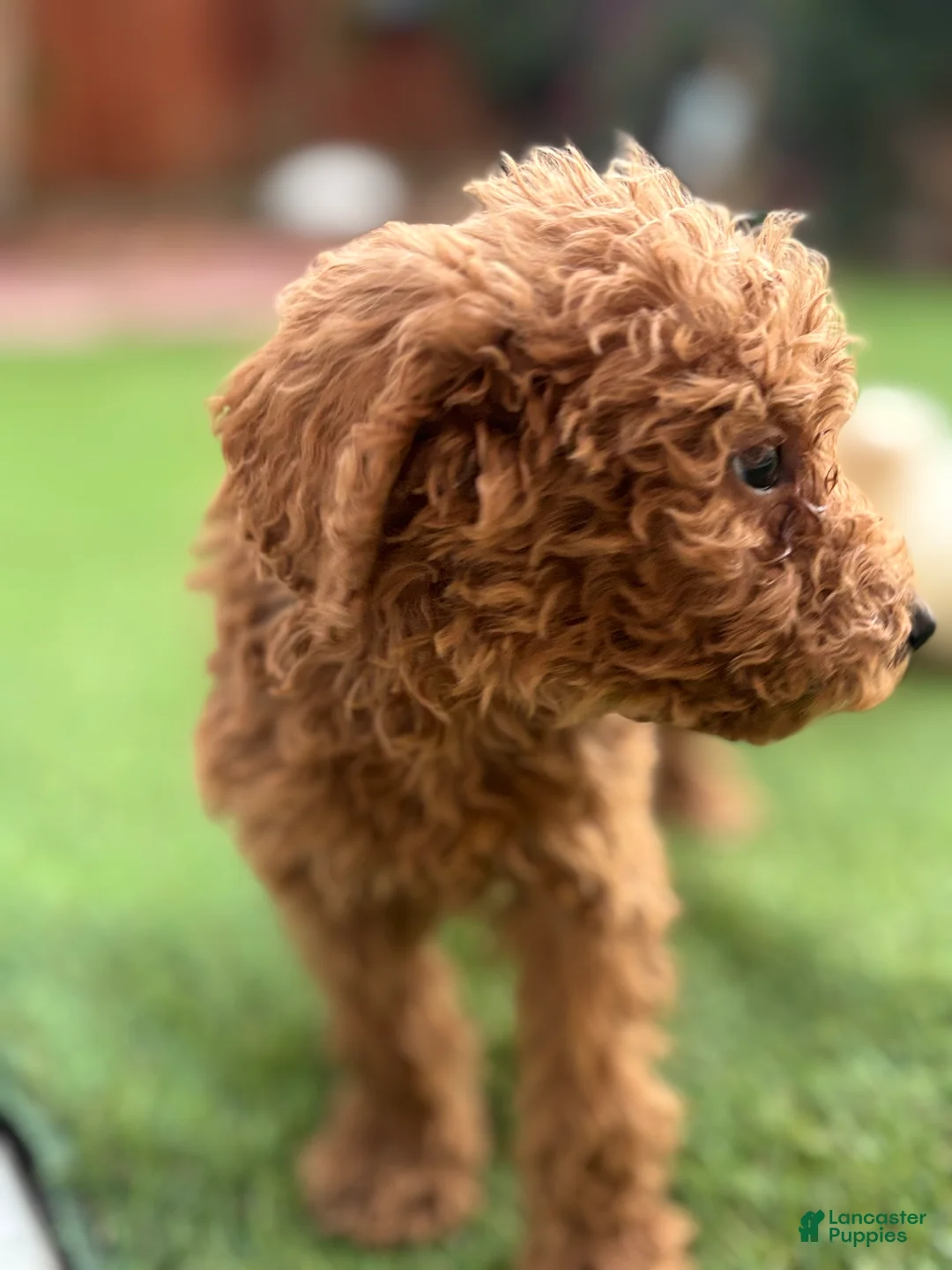 Standard Poodle dogs for sale: Charlie - Ad 1