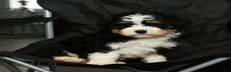 Mini Bernedoodle dogs for sale: Hope - Ad 7