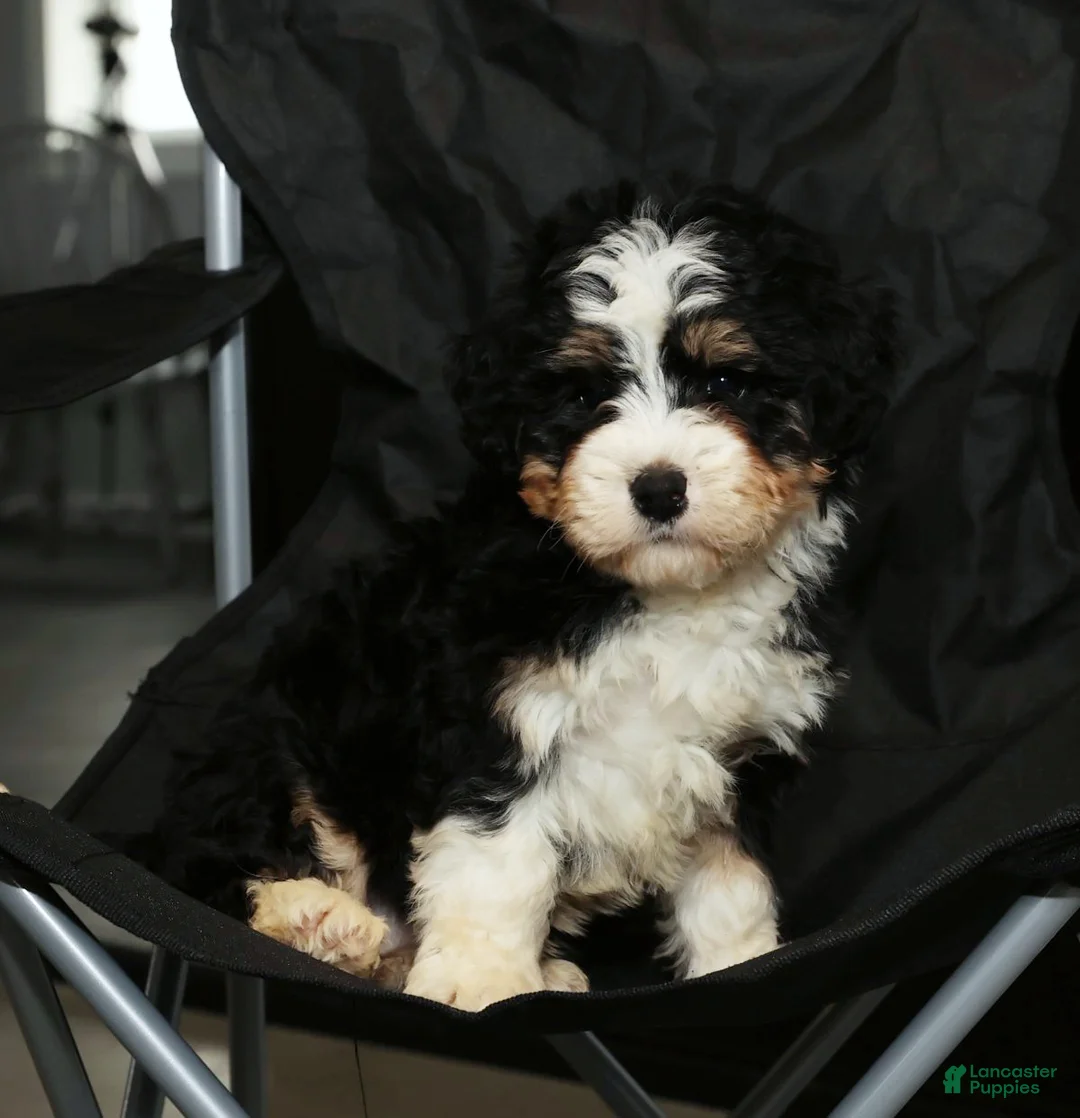 Mini Bernedoodle dogs for sale: Hope - Ad 7