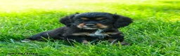 Cocker Spaniel dogs for sale: Coffee - Ad 1