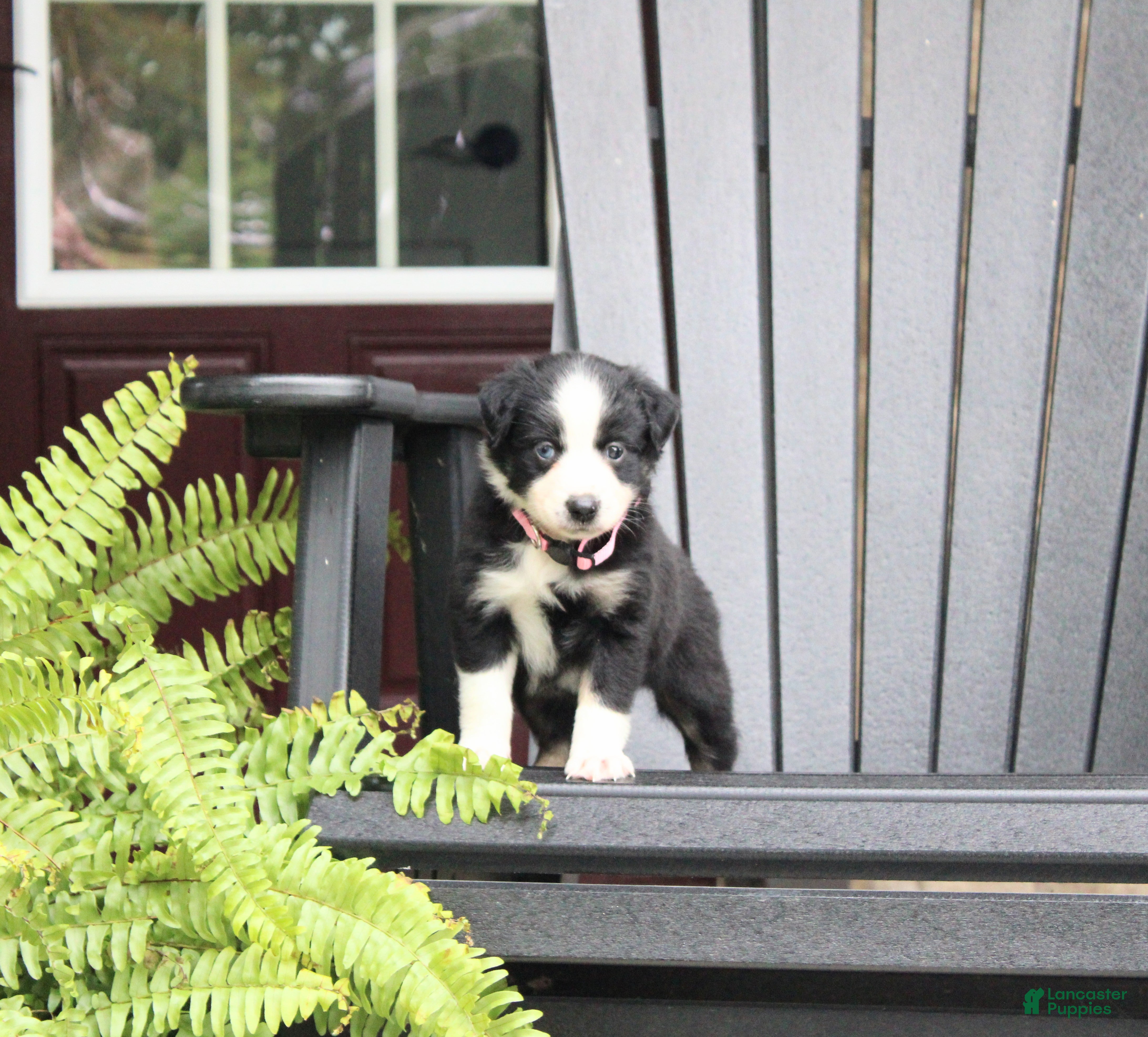 Miniature Australian Shepherd dogs Abby - Ad 2