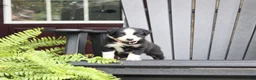 Miniature Australian Shepherd dogs for sale: Abby - Ad 2