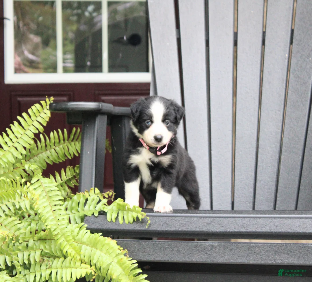 Miniature Australian Shepherd dogs for sale: Abby - Ad 2