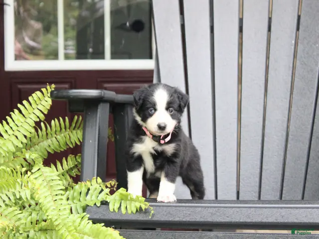 Miniature Australian Shepherd dogs for sale: Abby - Ad 2