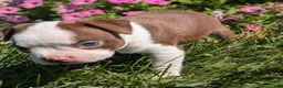 Boston Terrier dogs for sale: Cherry - Ad 6