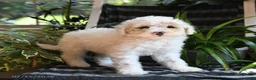 Bichpoo dogs for sale: Birdie - Ad 3