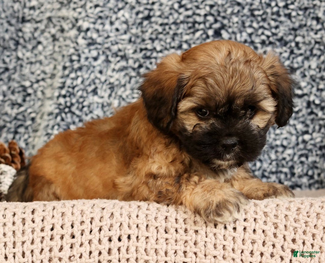 Mixed Breed dogs for sale: Jessica - Ad 8