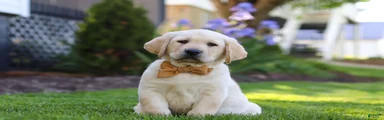 Buster