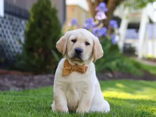 Labrador Retriever dogs for sale: Buster - Ad 4