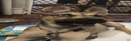 Gerberian Shepsky dogs for sale: Gerberian Shepsky 1 - Ad 3
