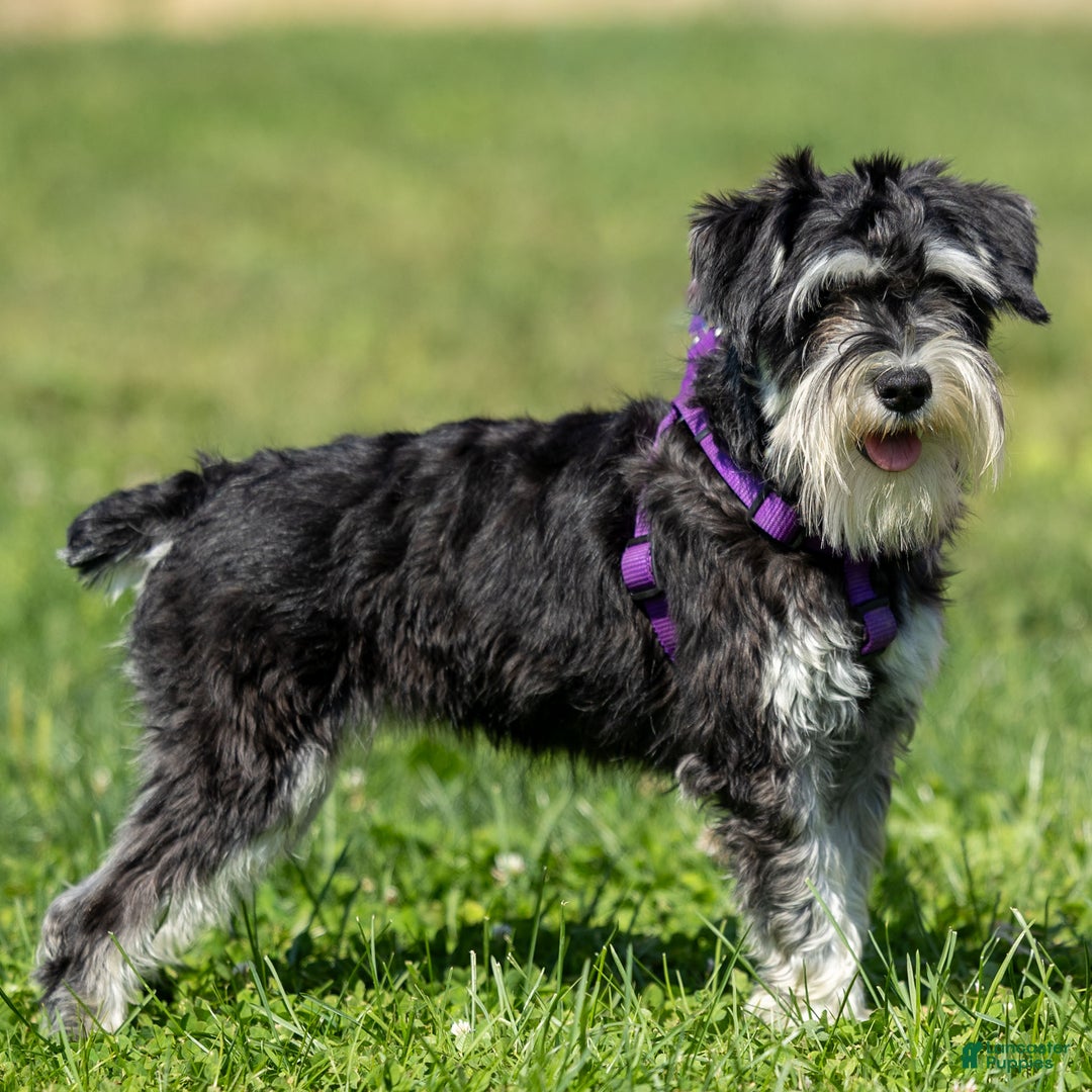 Miniature Schnauzer dogs for sale: Jasmine - Ad 1