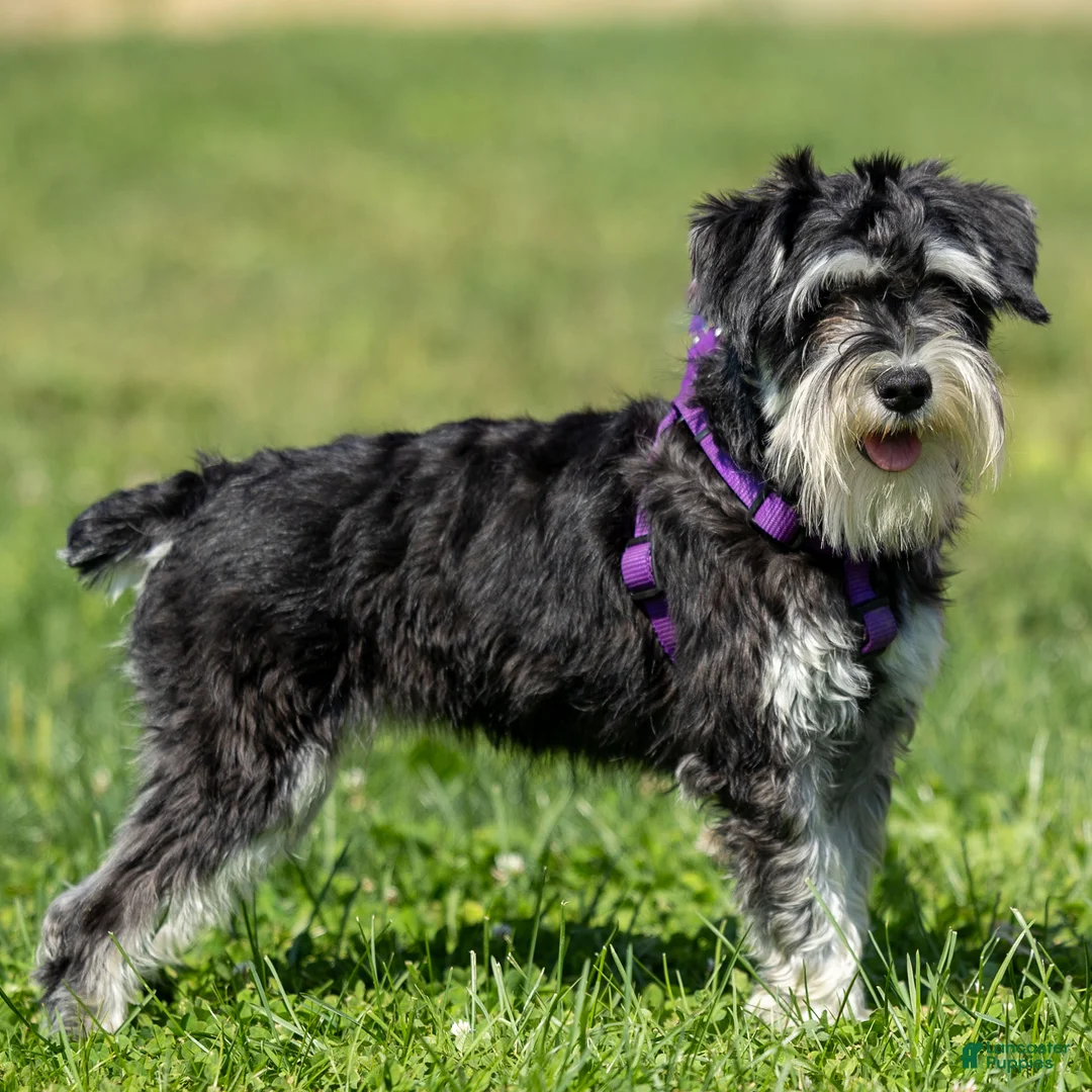 Miniature Schnauzer dogs for sale: Jasmine - Ad 1