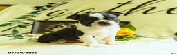Boston Terrier dogs for sale: Zippy - Ad 3