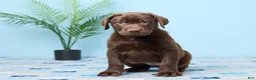 Labrador Retriever dogs for sale: Crystal - Ad 2