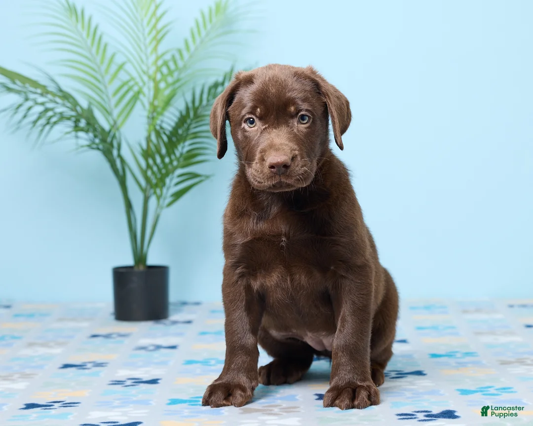 Labrador Retriever dogs for sale: Crystal - Ad 2