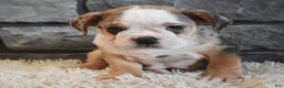 Mixed Breed dogs for sale: Buster  - Ad 4