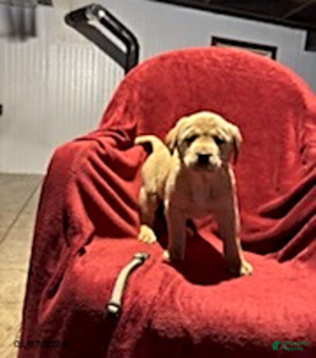 Goldador dogs for sale: Ava - Ad 8