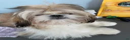 Shih Tzu dogs for sale: Shih Tzu 1 - Ad 2