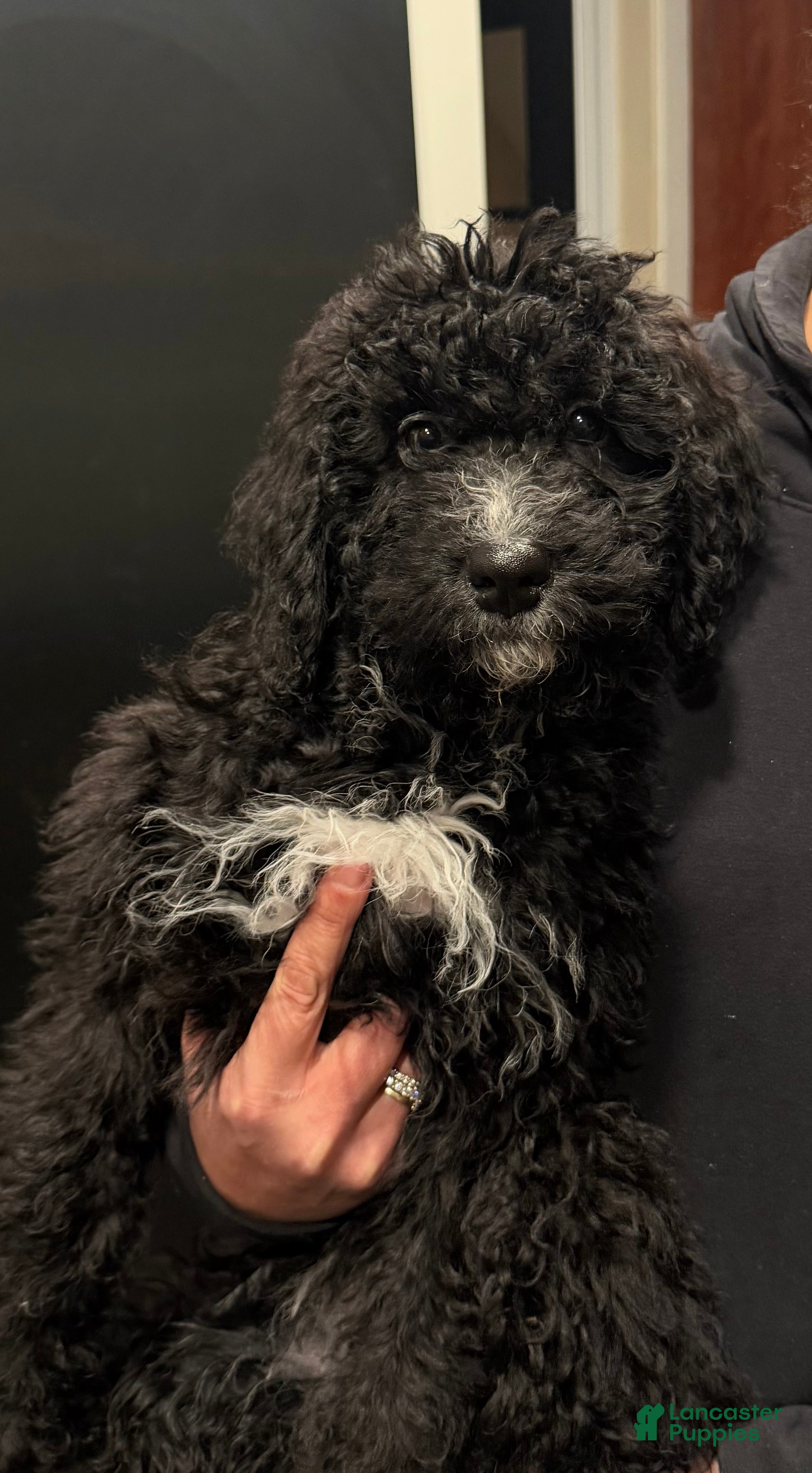Bernedoodle dogs Willow - Ad 22