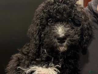 Bernedoodle dogs Willow - Ad 38