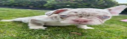 French Bulldog dogs for sale: French Bulldog 3 - Ad 6