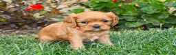 Cavalier King Charles Spaniel dogs for sale: Charlotte - Genetic Tested Parents - Ad 5