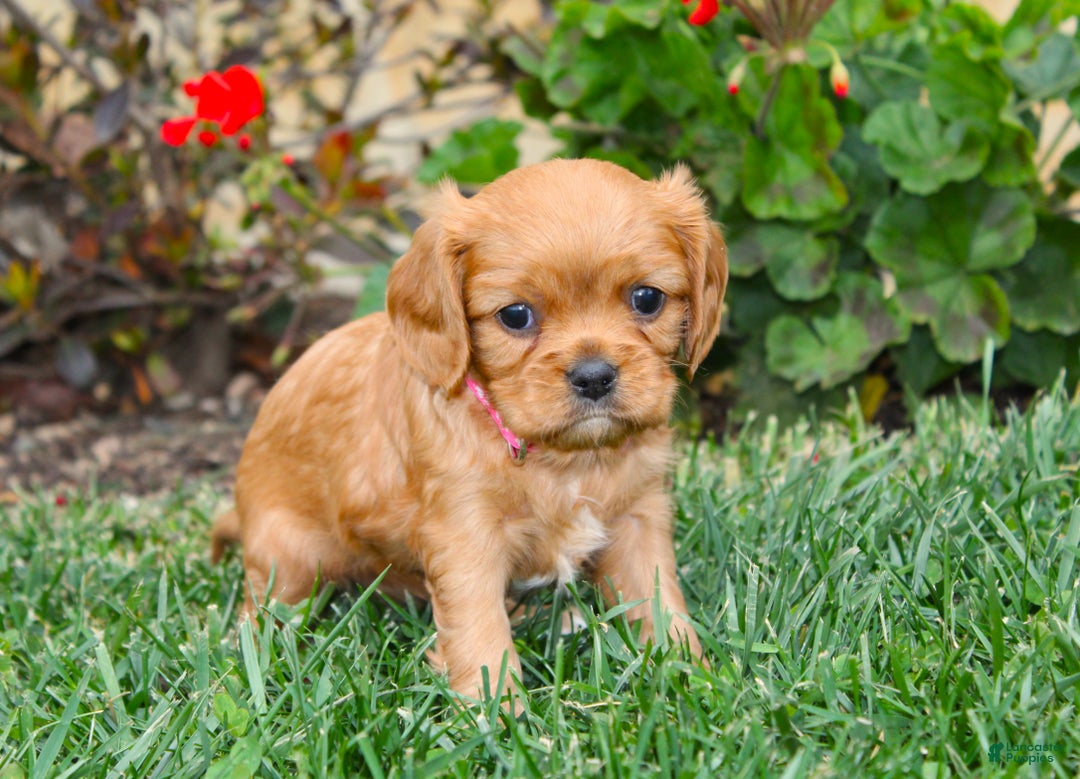 Cavalier King Charles Spaniel dogs for sale: Charlotte - Genetic Tested Parents - Ad 5