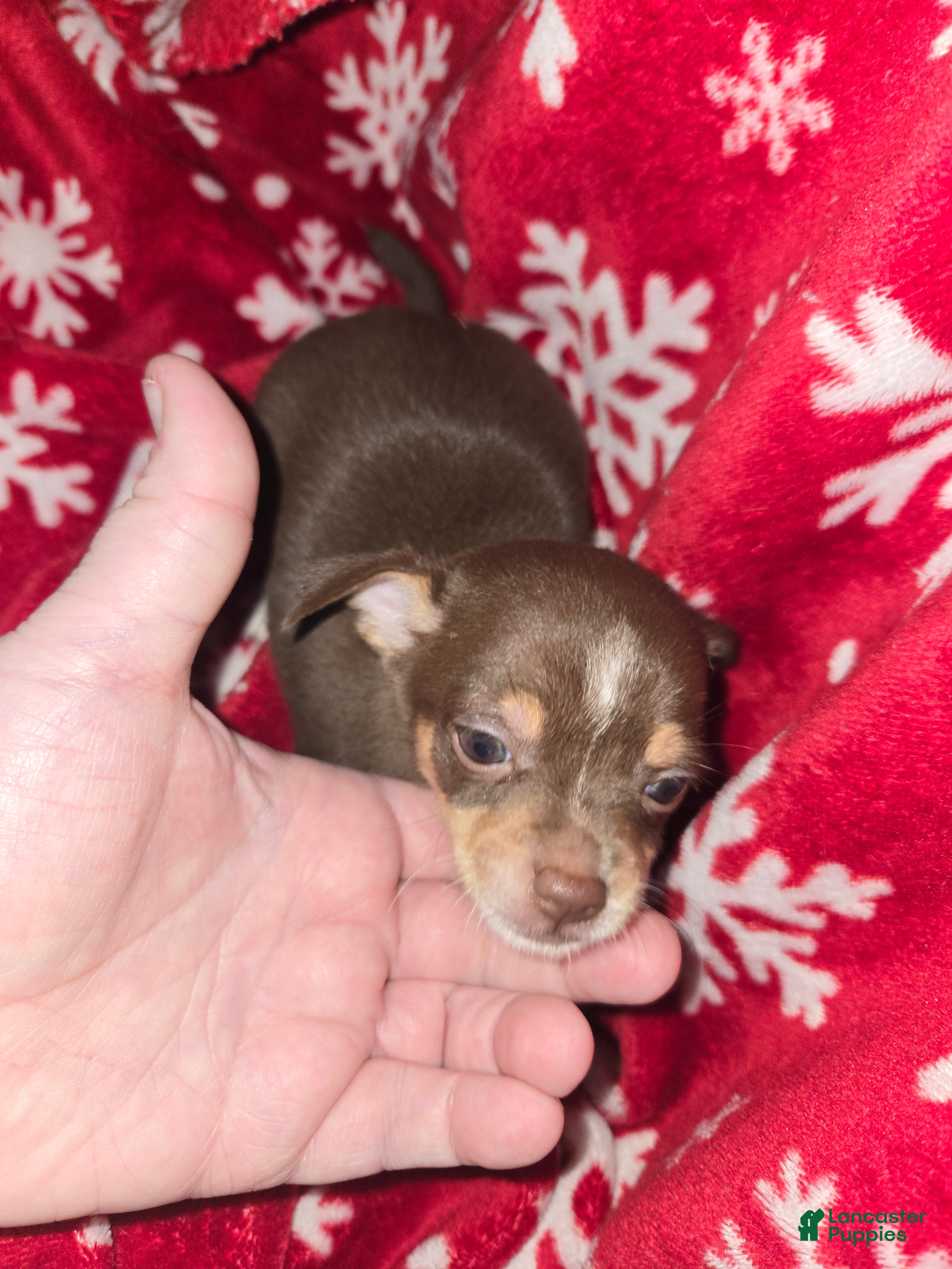 Chihuahua dogs Chocolate Boy - Ad 17