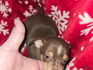 Chihuahua dogs Chocolate Boy - Ad 17