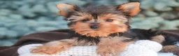 Yorkshire Terrier dogs for sale: Buckskin - Ad 6