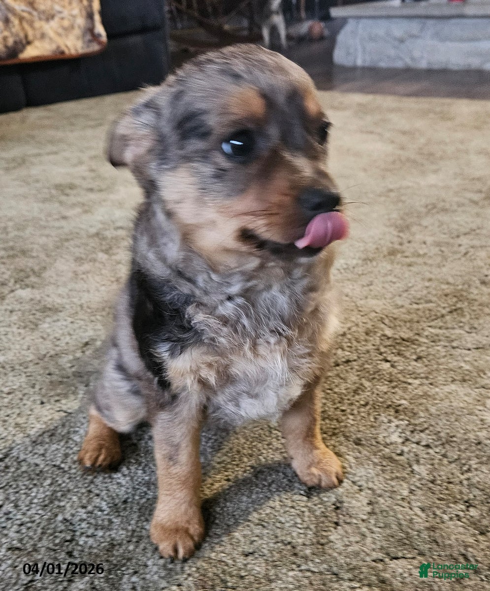 Mixed Breed dogs Smokey - Ad 2