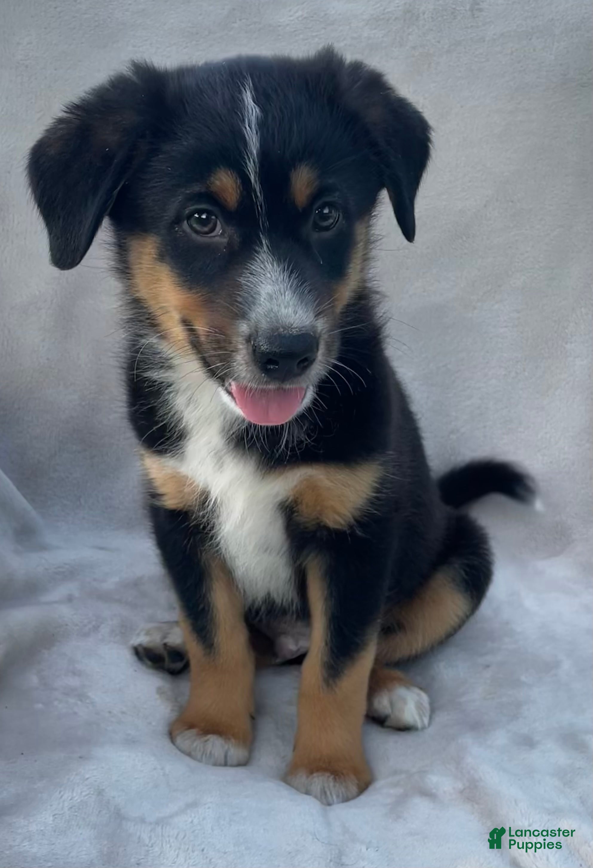 Mixed Breed dogs Chippy - Ad 1